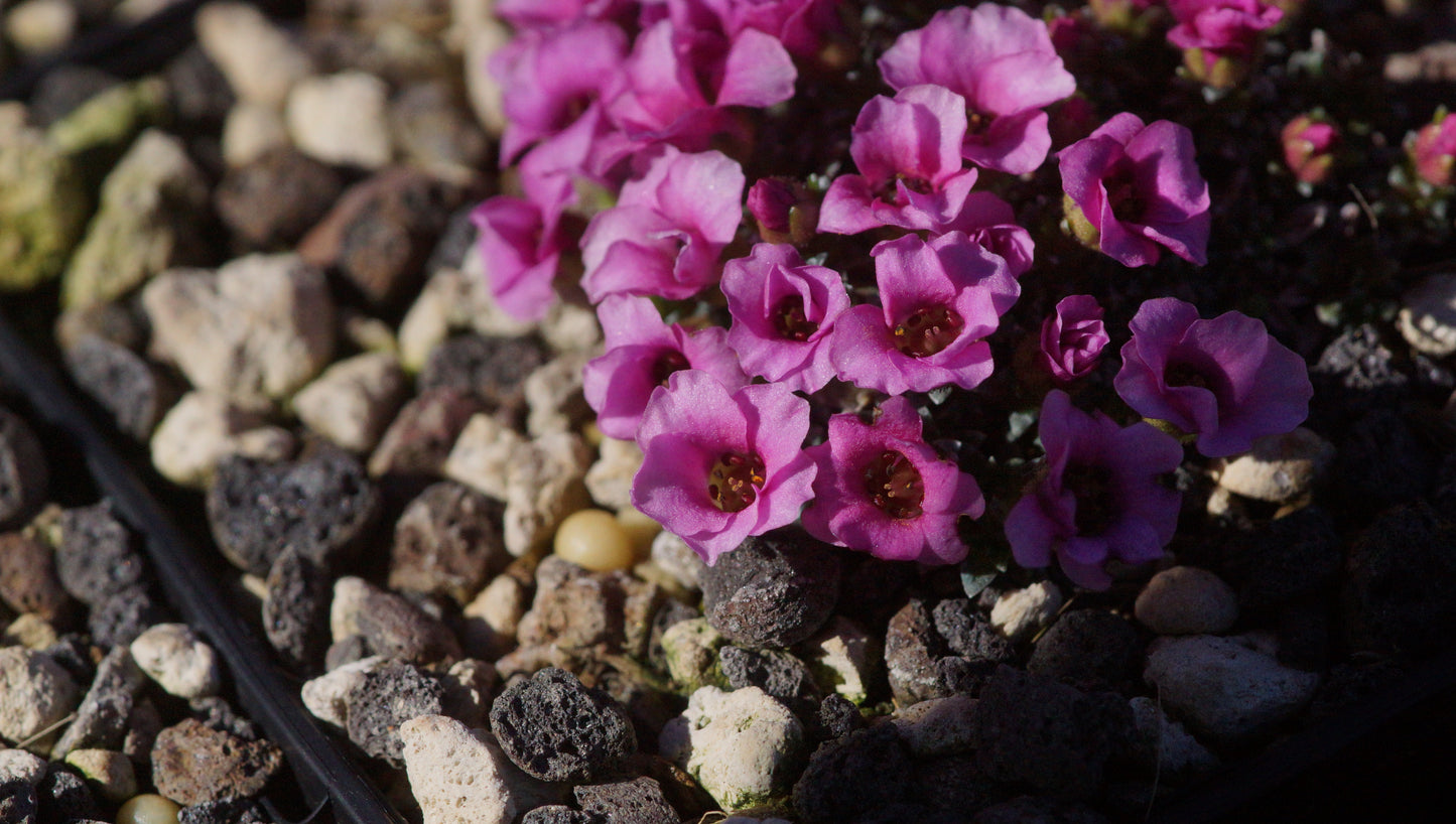 Saxifraga x anglica 'Winifred' - Frühlings Steinbrech