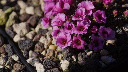 Saxifraga x anglica 'Winifred' - Frühlings Steinbrech