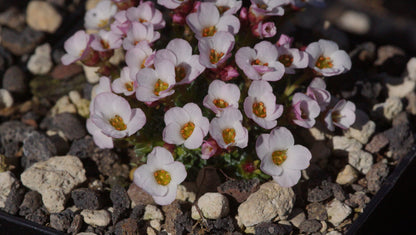 Saxifraga x irvingii 'Jenkinsae' - Vorfrühlings-Steinbrech