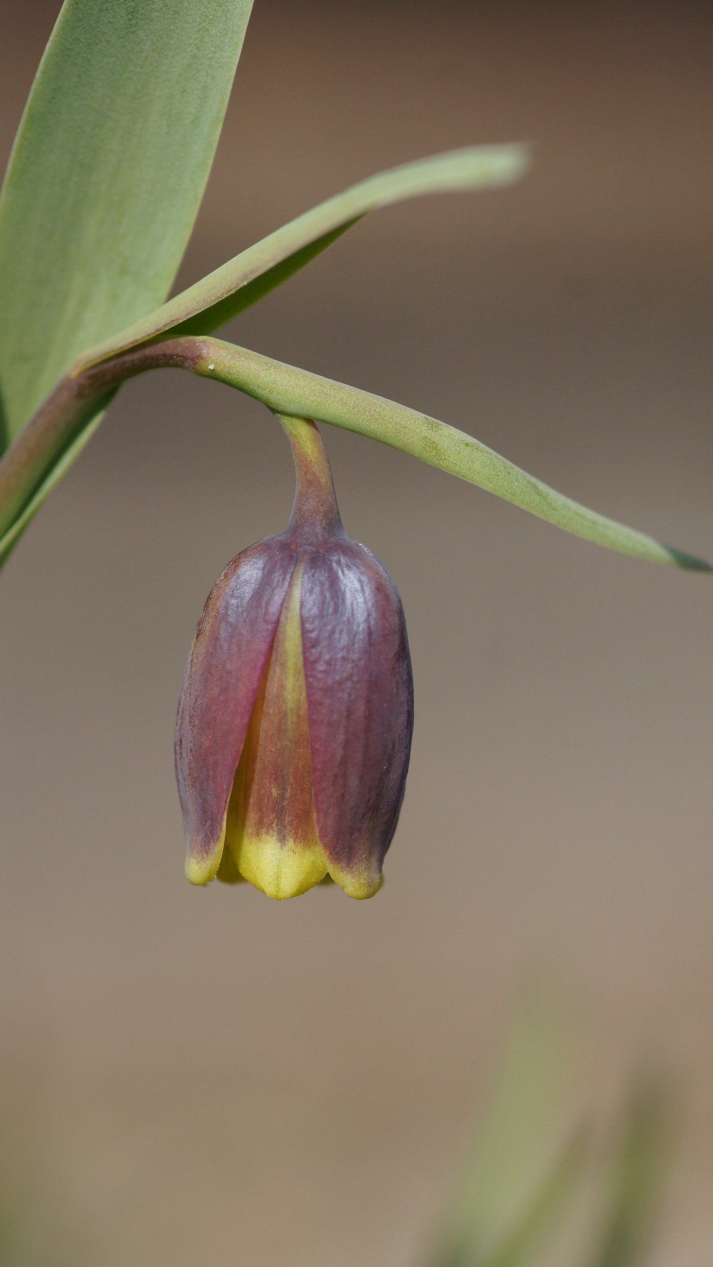 Fritillaria uva-vulpis - Fuchstrauben-Schachbrettblume