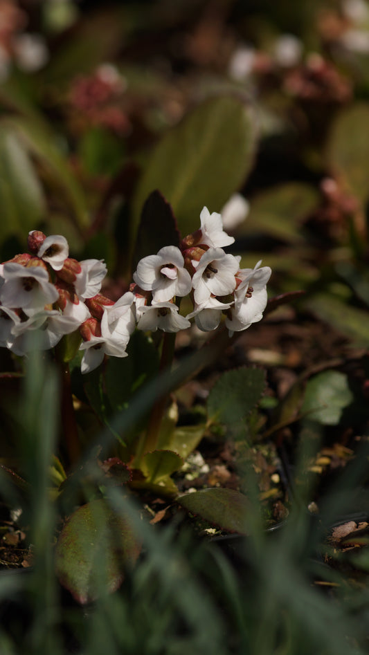 Bergenia cordifolia 'Dragonfly Angel Kiss®' - Bergenie