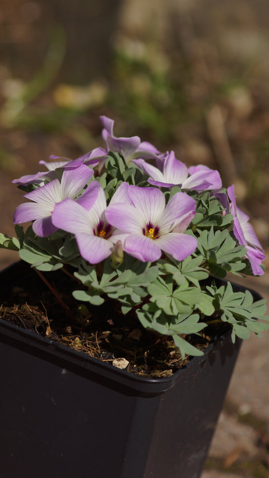 Oxalis adenophylla - Berg-Sauerklee