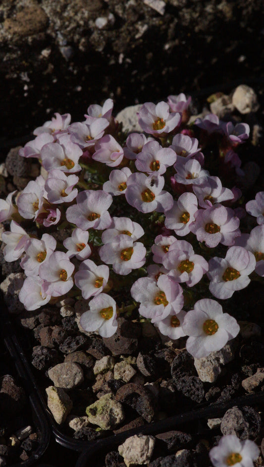 Saxifraga x irvingii 'Jenkinsae' - Vorfrühlings-Steinbrech