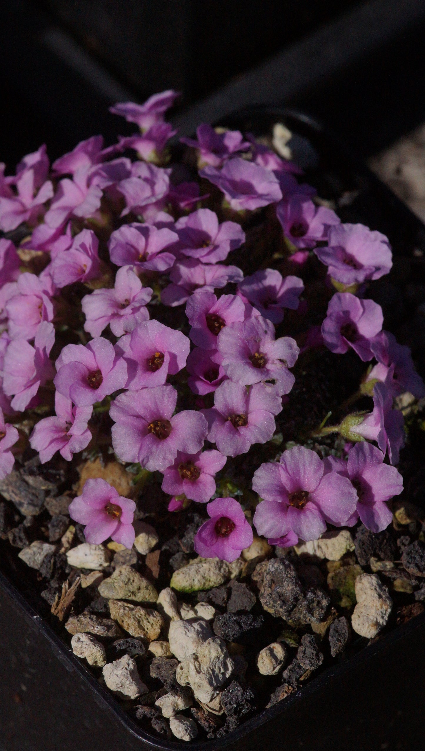 Saxifraga x anglica 'Winifred' - Frühlings Steinbrech