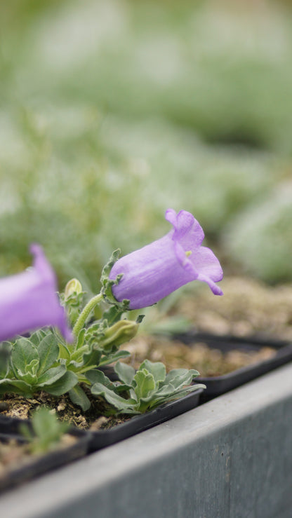 Campanula alpestris - Westalpen-Glockenblume