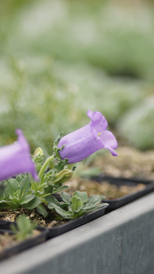 Campanula alpestris - Westalpen-Glockenblume