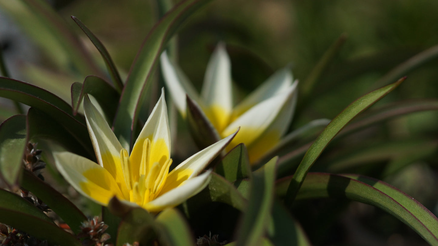 Tulipa tarda - Zwerg-Stern-Tulpe