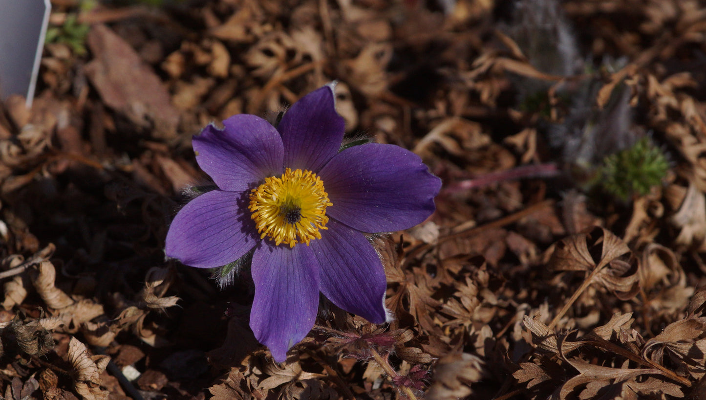 Pulsatilla vulgaris 'Blaue Glocke' - Küchenschelle
