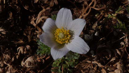 Pulsatilla vulgaris 'Alba' - Küchenschelle
