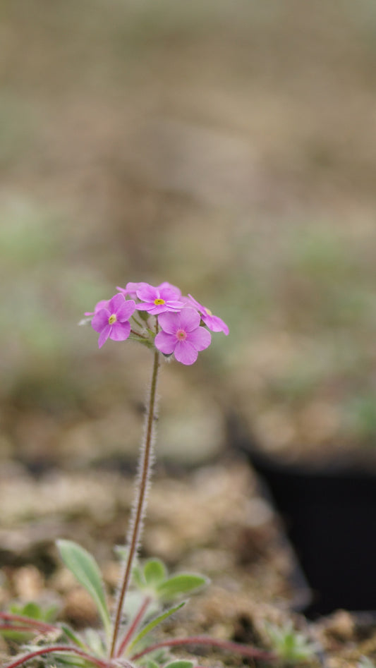 Androsace sarmentosa var. watkinsii - Mannsschild
