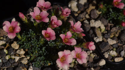 Saxifraga Hybride 'Peach Melba' - Vorfrühlings-Steinbrech