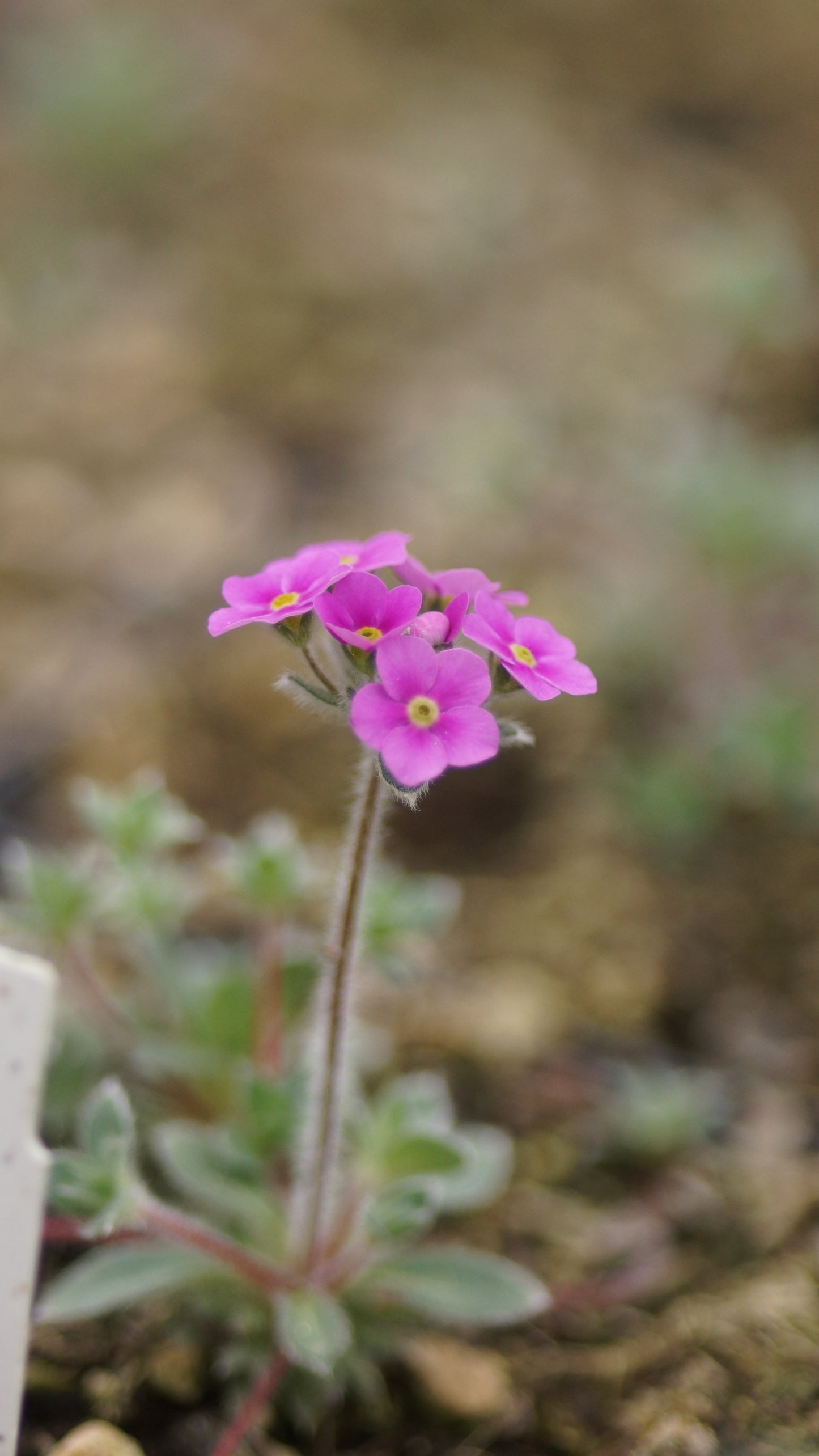Androsace sarmentosa - Himalaya-Mannsschild