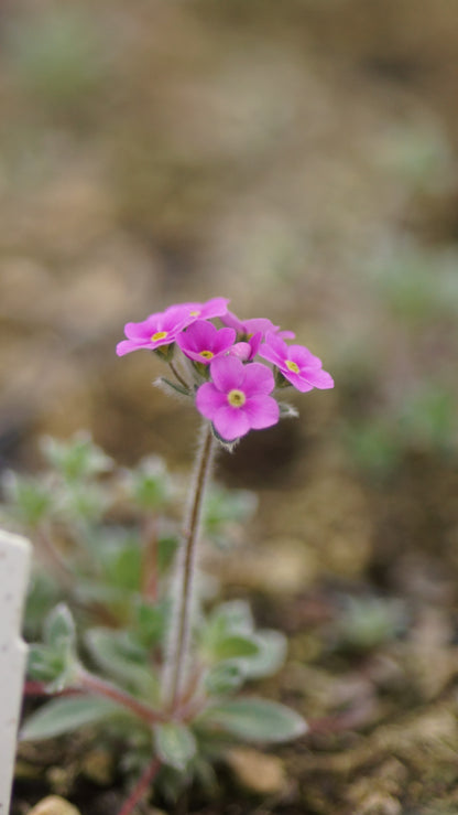 Androsace sarmentosa - Himalaya-Mannsschild