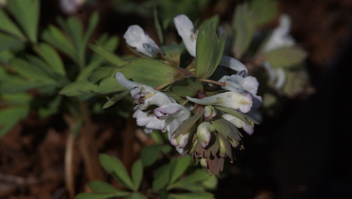 Corydalis solida 'Merlin' - Gefingerter Lerchensporn