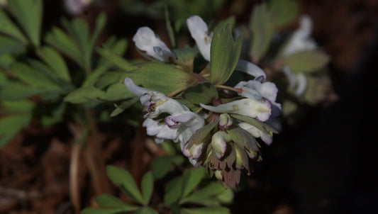 Corydalis solida 'Merlin' - Gefingerter Lerchensporn