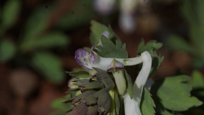Corydalis solida 'Merlin' - Gefingerter Lerchensporn