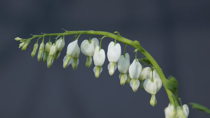 Lamprocapnos spectabilis 'Alba' - Tränendes Herz