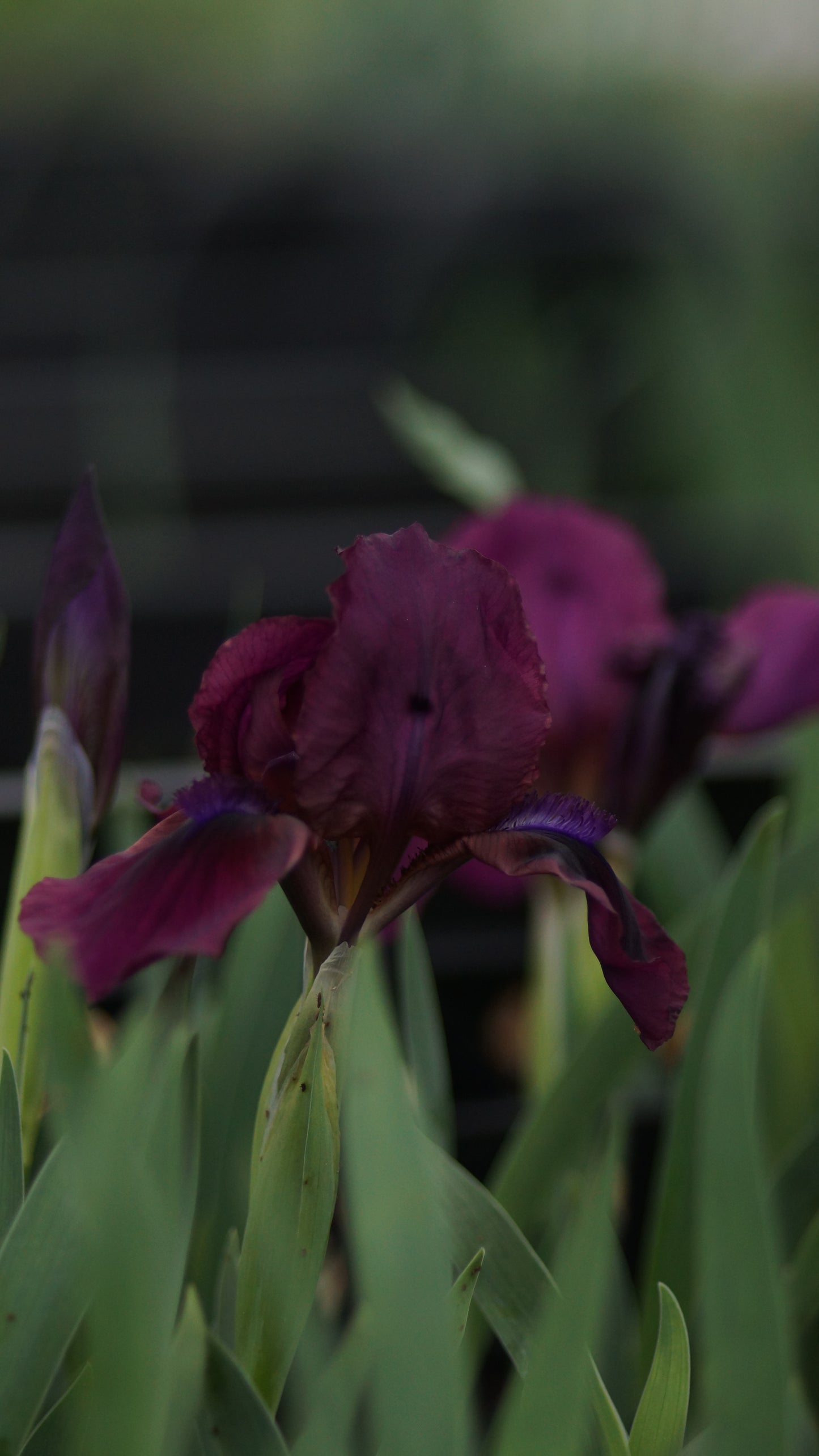 Iris barbata-nana 'Cherry Garden' - Kleine Bart-Iris