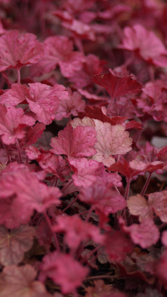 Heuchera Hybride 'Berry Smoothie' - Purpurglöckchen