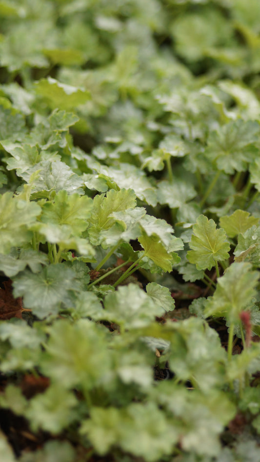 Heuchera Hybride 'Paris' - Purpurglöckchen