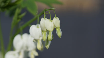 Lamprocapnos spectabilis 'Alba' - Tränendes Herz