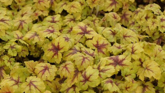 x Heucherella tiarelloides 'Catching Fire' - Schaumglöckchen