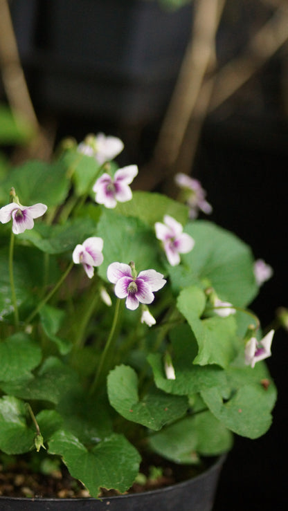 Viola Hybride 'Alice Witter' - Veilchen