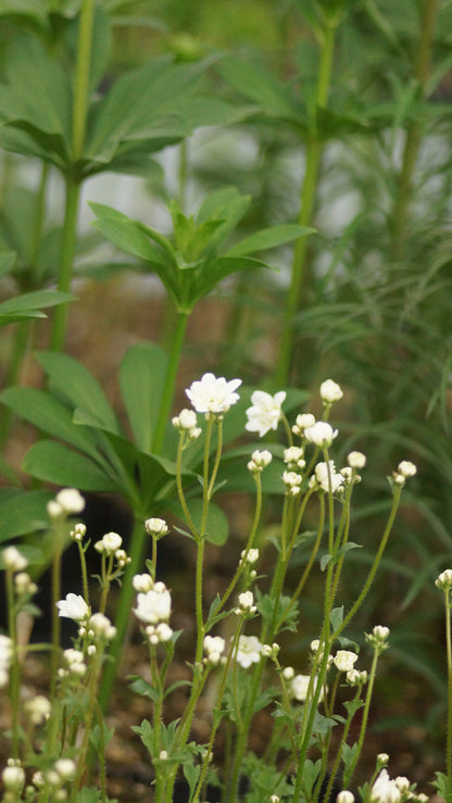 Saxifraga granulata 'Flore Pleno' - Gefülltes Knöllchen-Steinbrech