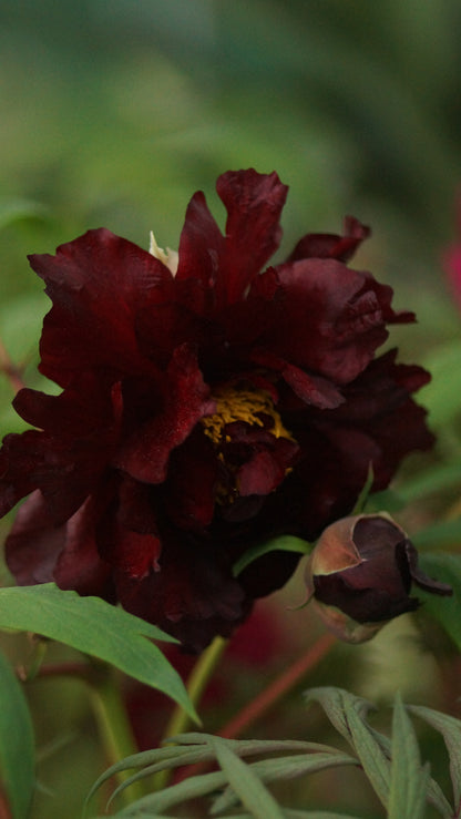 Paeonia Lutea-Hybride 'Black Panther' - Strauch-Pfingstrose