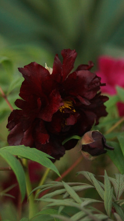 Paeonia Lutea-Hybride 'Black Panther' - Strauch-Pfingstrose