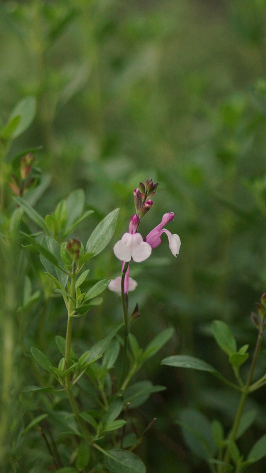 Salvia Hybride 'Dysons Joy' - Herbst-Salbei