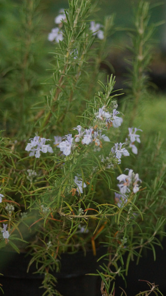 Rosmarinus officinalis 'Veitshöchheim' - Rosmarin