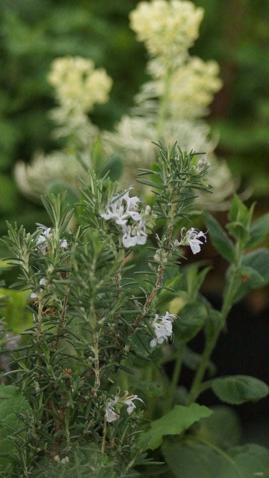 Rosmarinus officinalis 'Arp' - Rosmarin