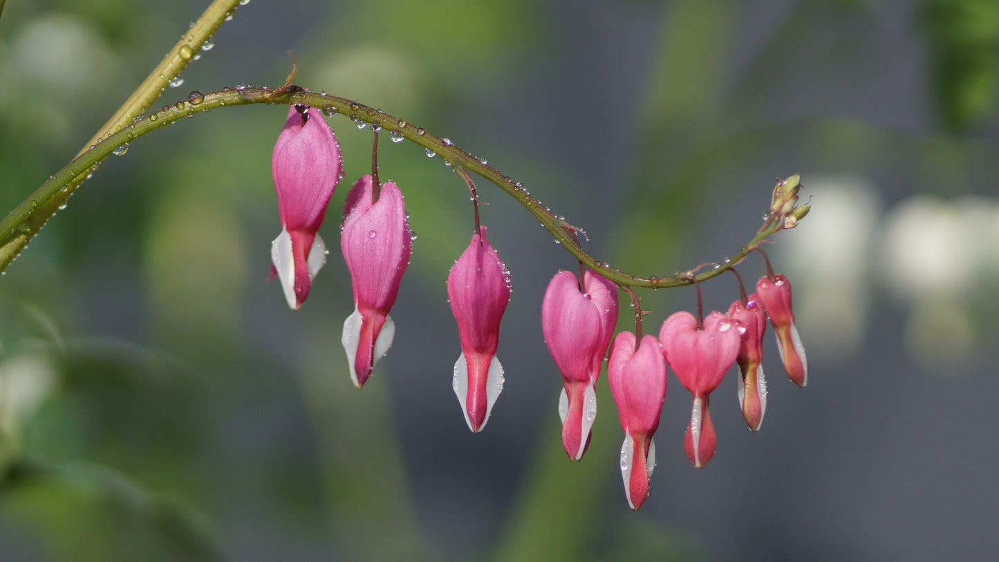 Lamprocapnos spectabilis - Tränendes Herz