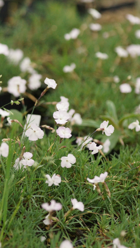 Dianthus gratianopolitanus 'Whatfield Wisp' - Pfingst-Nelke