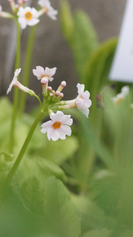 Primula japonica 'Appleblossom' - Etagen-Primel