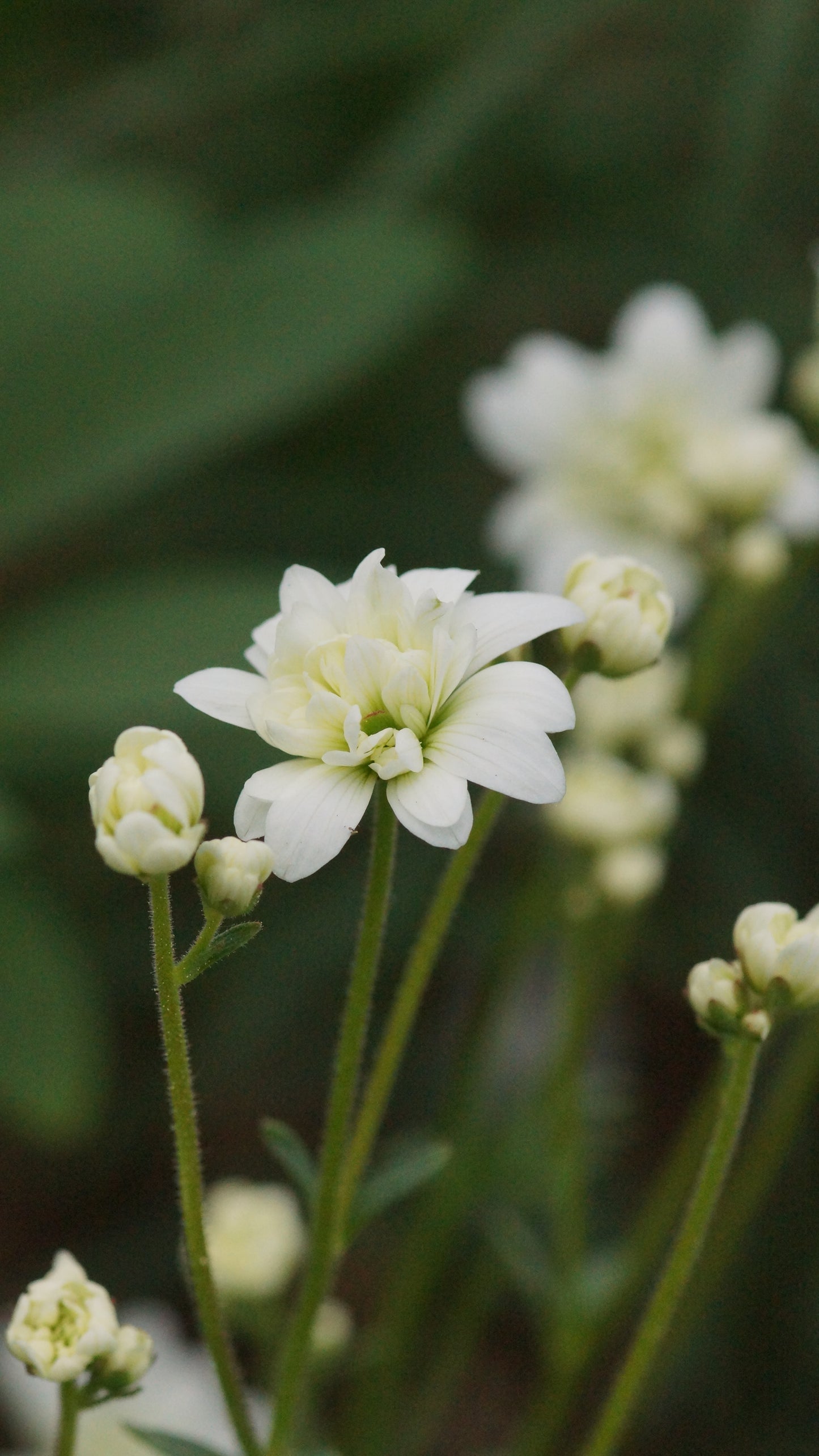 Saxifraga granulata 'Flore Pleno' - Gefülltes Knöllchen-Steinbrech