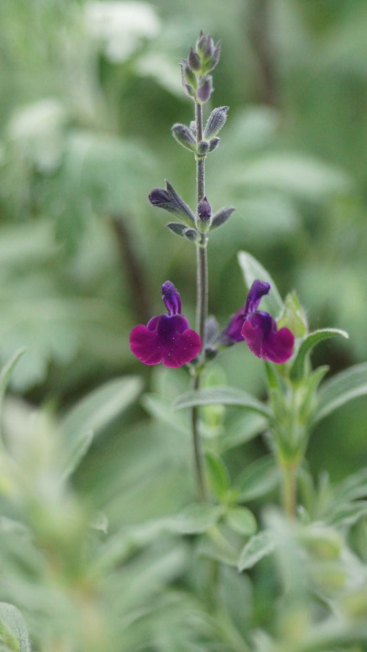 Salvia x jamensis 'Nachtvlinder' - Herbst-Salbei