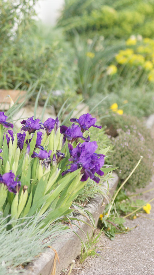 Iris barbata-nana 'Little Shadow' - Kleine Bart-Iris
