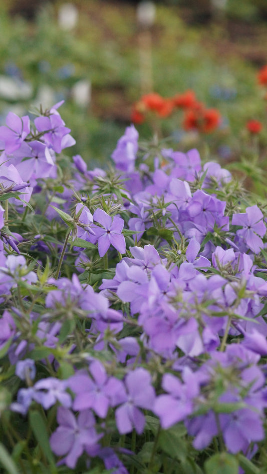 Phlox divaricata 'Clouds of Perfume' - Wald-Phlox