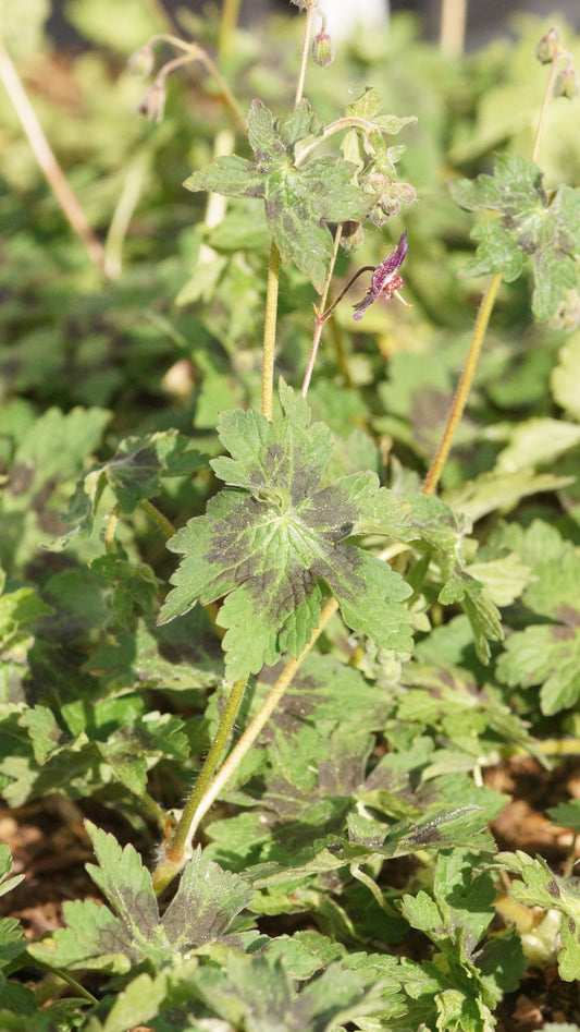 Geranium phaeum 'Samobor' - Brauner Storchschnabel