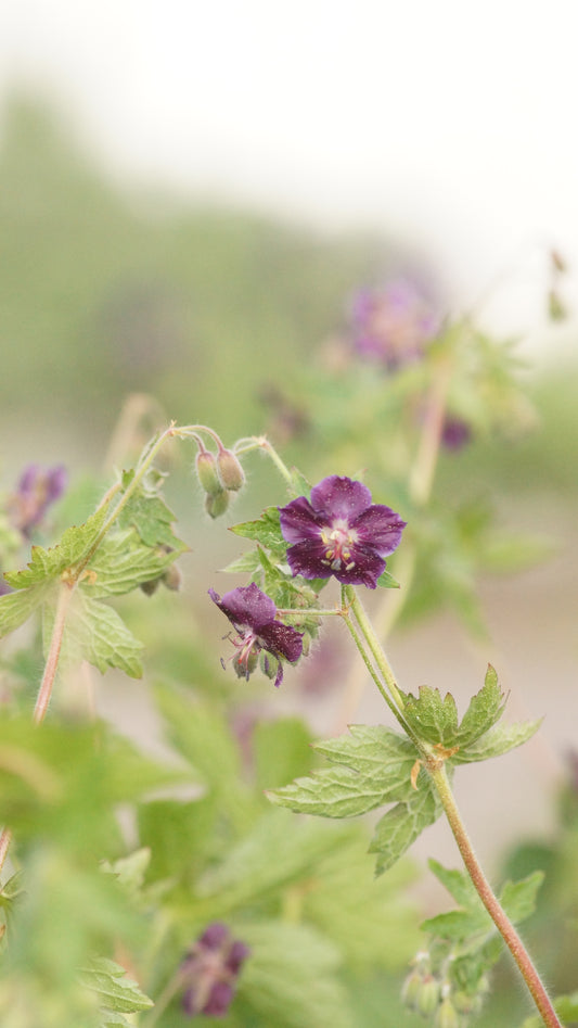 Geranium phaeum - Brauner Storchschnabel