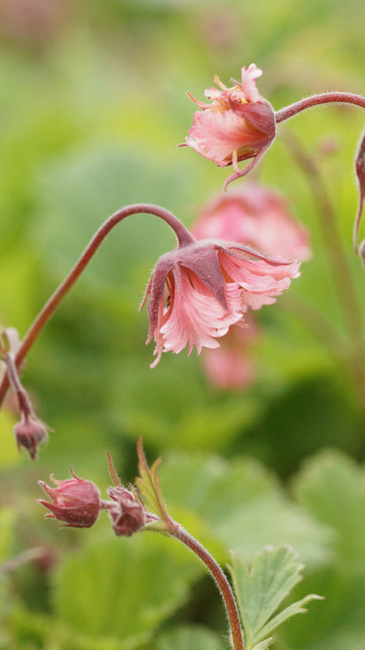 Geum Hybride 'Bell Bank' - Nelkenwurz