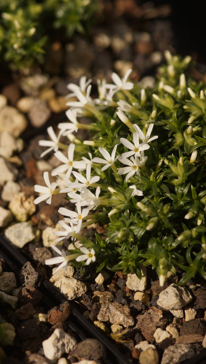 Phlox colvillei - Moospolster-Phlox