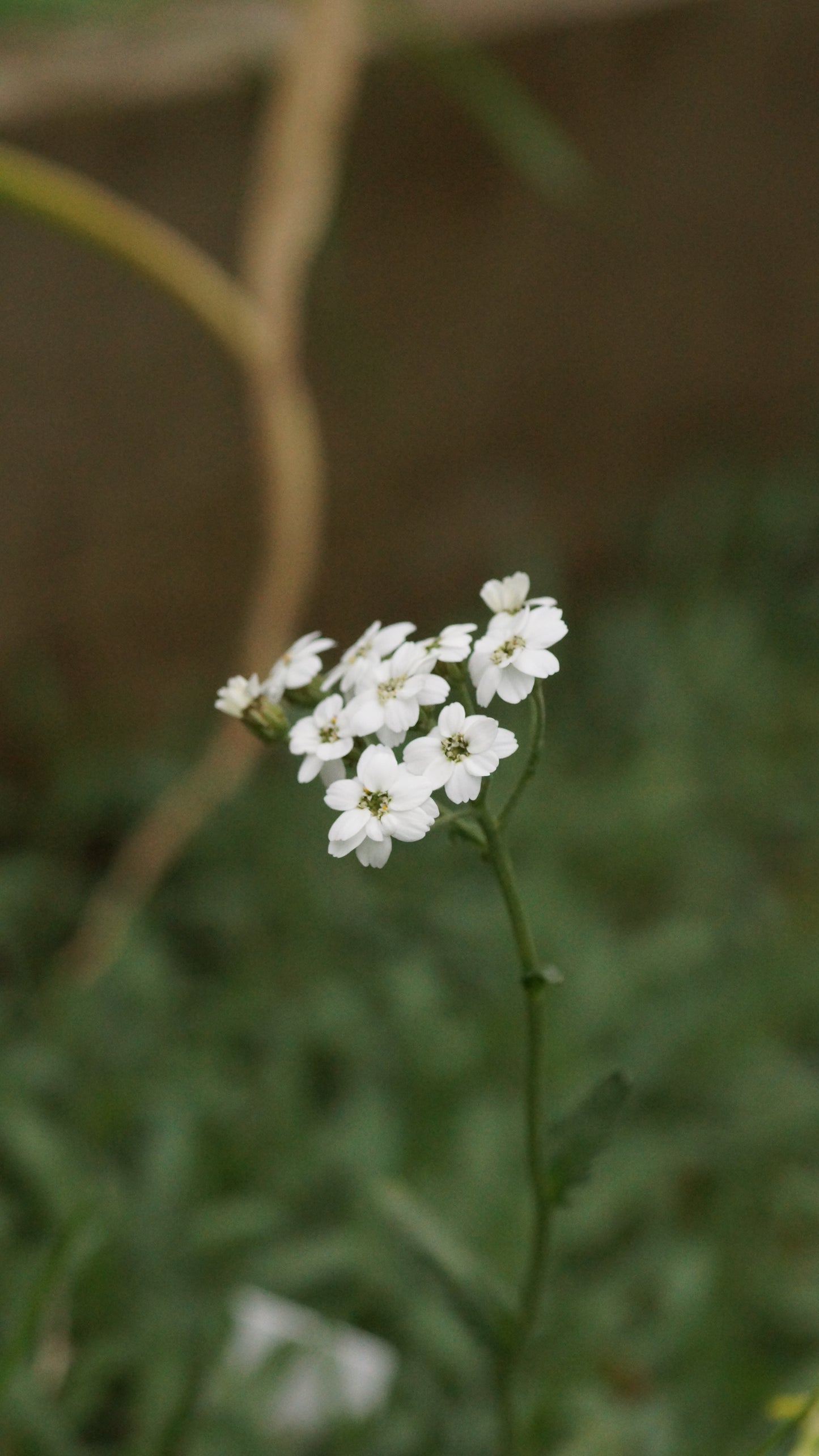 Achillea ageratifolia 'Ambigua' - Dalmatiner-Silbergarbe