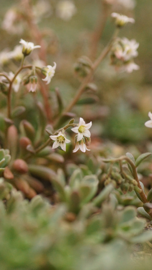 Rosularia rosulata - Dickröschen