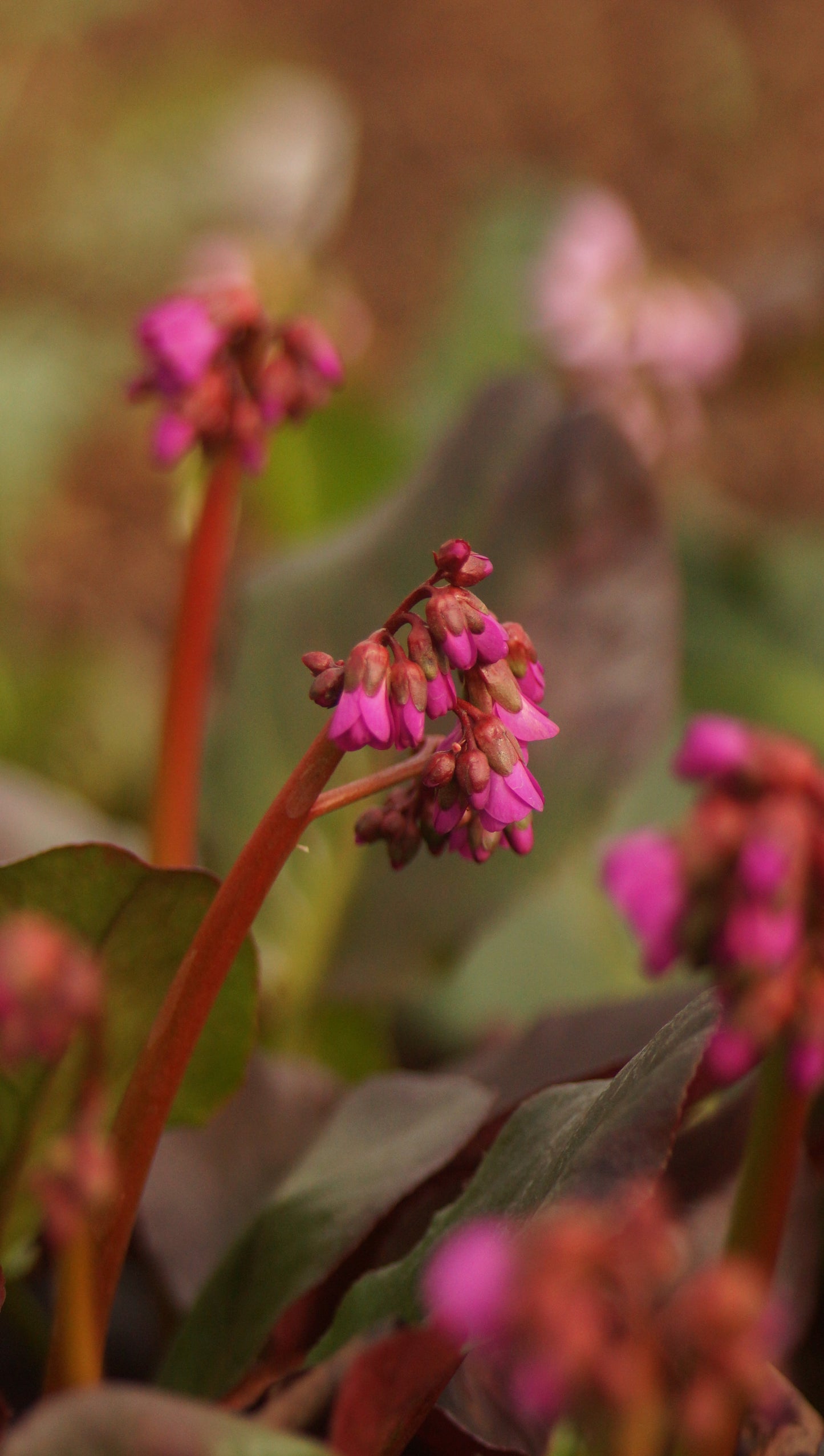 Bergenia cordifolia 'Eroica' - Bergenie