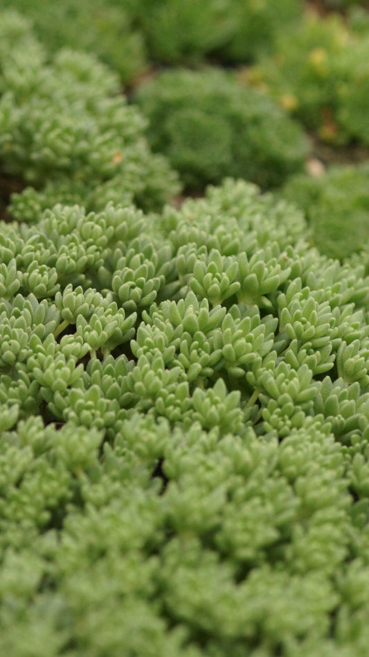 Rosularia hirsuta - Dickröschen