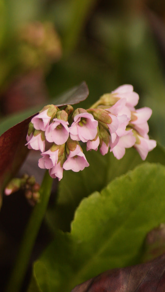 Bergenia cordifolia 'Fairytail Romance' - Bergenie