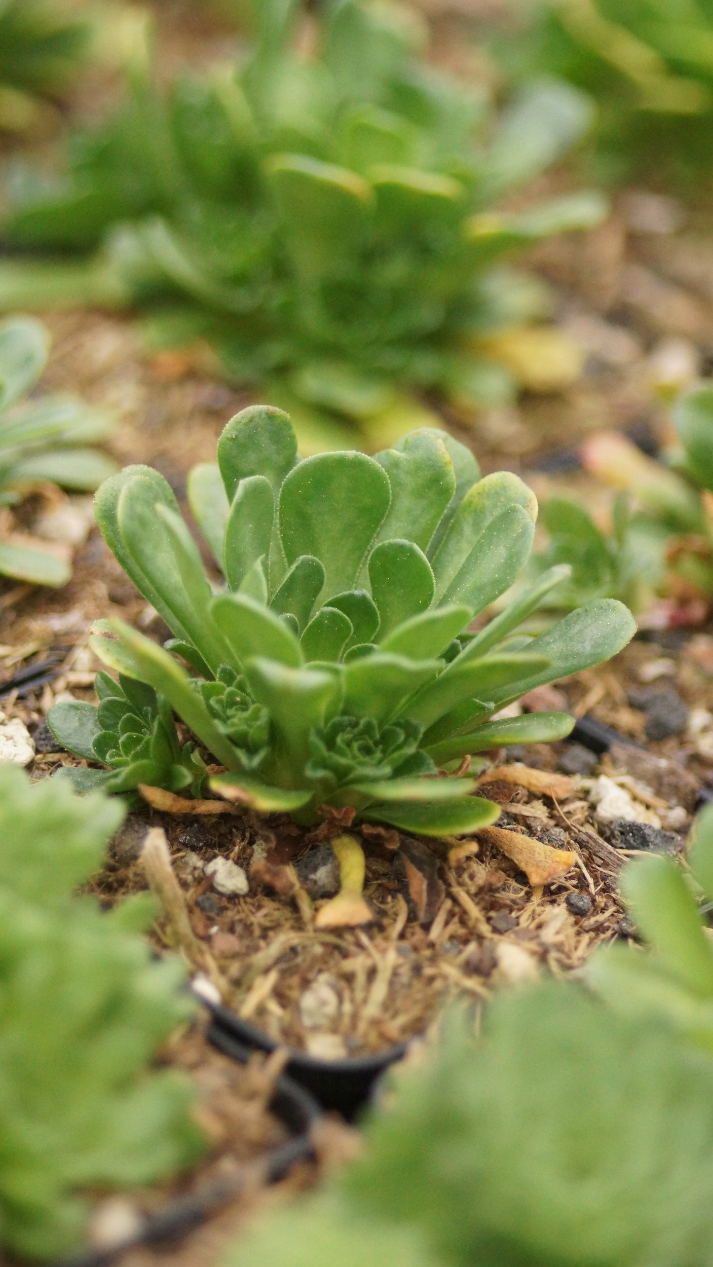 Rosularia sempervivum - Hauswurz-Dickröschen